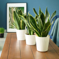 Best Air Filtering Plants? These Beauties Clean Your Air Fast