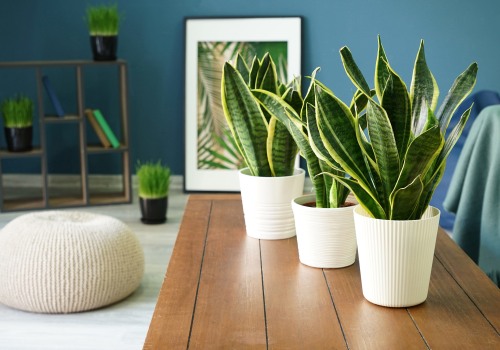 Best Air Filtering Plants? These Beauties Clean Your Air Fast